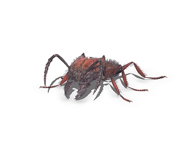 ant insect model