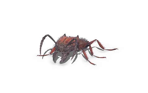 ant insect 3d model