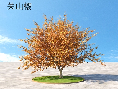 Guanshan Cherry Shrub Plants model