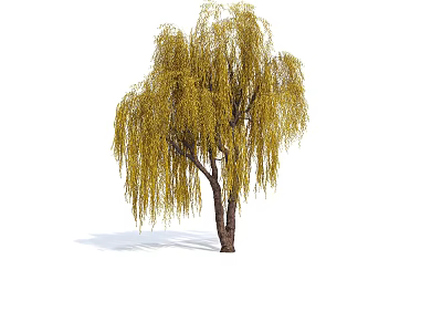 Weeping Willow Tree With Long Yellow Drooping Branches And Brown Trunk 3d model