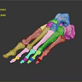Medical Device Anatomical Foot Skeleton Model With Blue Connection Points For Orthopedic Study 3d model