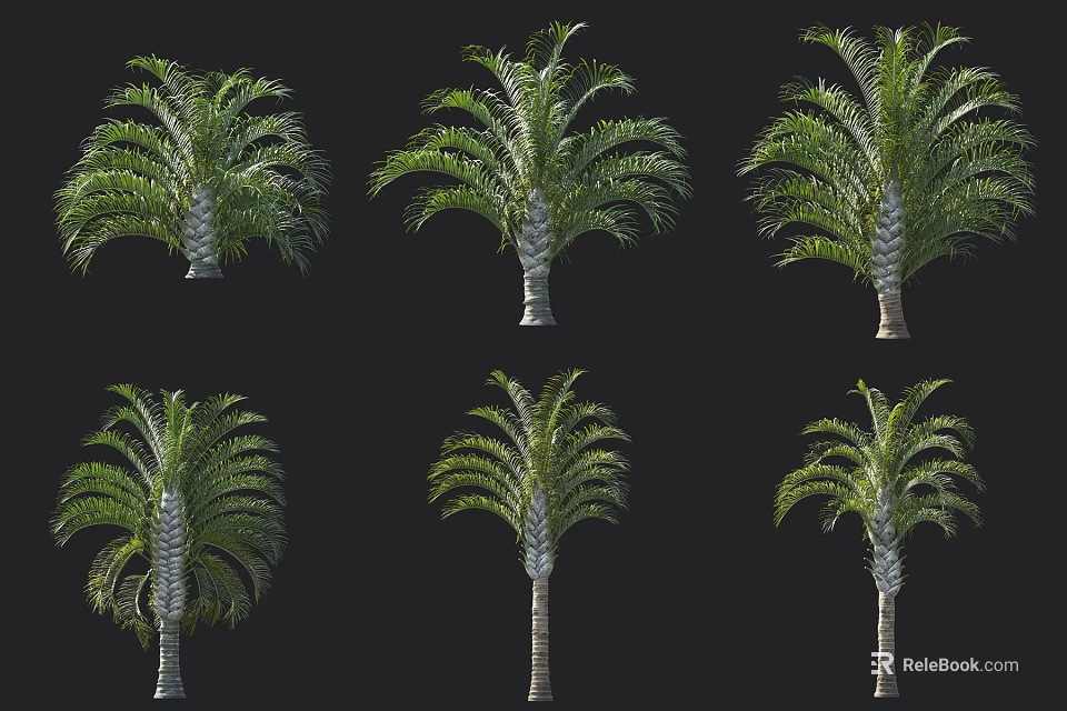 Various Forms of Palm Trees Display with Green Foliage and Sturdy Trunks 3d model 