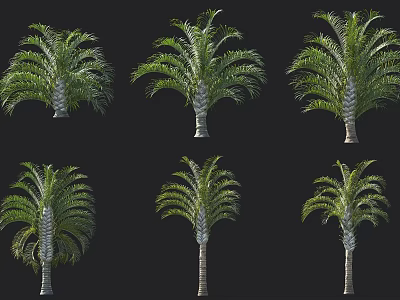 Various Forms of Palm Trees Display with Green Foliage and Sturdy Trunks 3d model