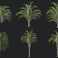 Various Forms of Palm Trees Display with Green Foliage and Sturdy Trunks