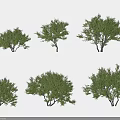 Diverse Green Leafy Shrubs With Various Shapes For Garden Landscaping