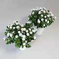 Decorative Bonsai Potted Plants in White Pots with Green Leaves and White Spherical Flowers