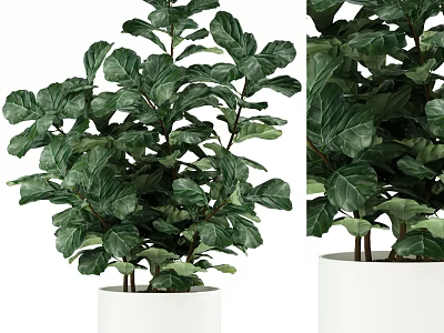 Elegant Bonsai Potted Plant With Lush Green Leaves And White Ceramic Pot 3d model