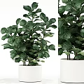 Elegant Bonsai Potted Plant With Lush Green Leaves And White Ceramic Pot