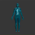 Human Body Organ And Hair Anatomical 3D Model With Transparent Internal Structure