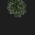 Lush Garden Shrubs With White Flowers And Green Leaves For Decoration