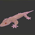 Brown Reptile Gecko with Orange Eyes and Sharp Claws Resting on Black Background