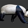 Blue and White Panda 3D Game Movie Character in Walking Pose with Gray Background Reflective Surface