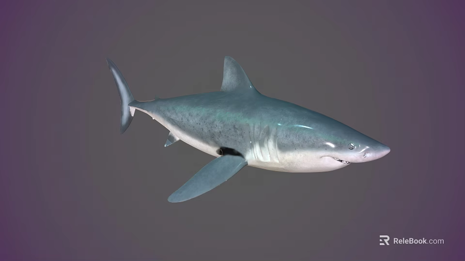 Blue Gray Shark Aquatic Animal With Streamlined Body Sharp Fins And Swimming Pose 3d model 