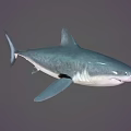 Blue Gray Shark Aquatic Animal With Streamlined Body Sharp Fins And Swimming Pose