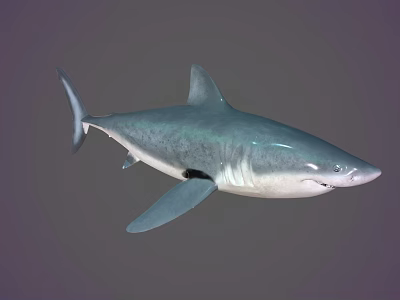 Blue Gray Shark Aquatic Animal With Streamlined Body Sharp Fins And Swimming Pose 3d model