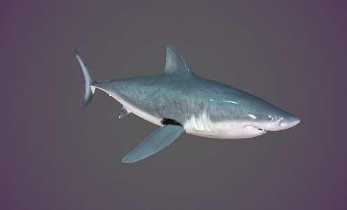 shark fish big fish cartoon fish stylized fish 3d model