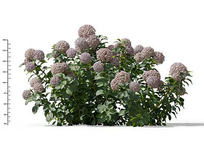 Blooming Purple Hydrangea Plant With Lush Green Leaves And Healthy Growth 3d model