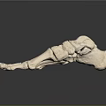 Medical Device Foot Bone Anatomical Model for Educational and Clinical Use