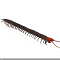 Detailed Red Headed Centipede With Many Legs And Dark Body On White Background