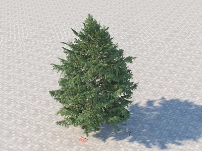 Modern Cedar, Cedar, Evergreen Trees, Pinaceae 3d model
