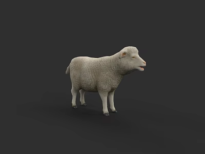 White Lamb 3D Render Model Isolated On Dark Background With Soft Fur 3d model