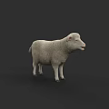 White Lamb 3D Render Model Isolated On Dark Background With Soft Fur 3d model