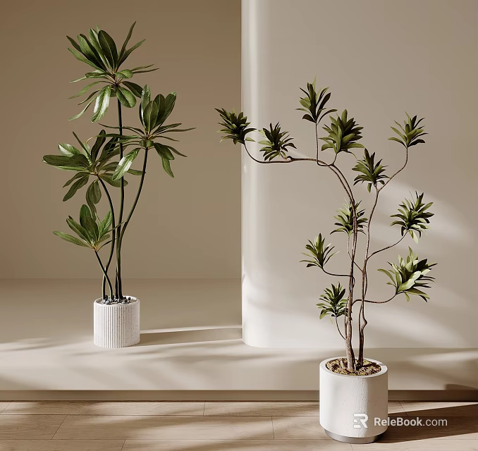 Indoor Bonsai Potted Plants with Green Leaves in White Pots and Light Background 3d model 