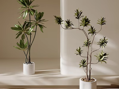 Indoor Bonsai Potted Plants with Green Leaves in White Pots and Light Background 3d model