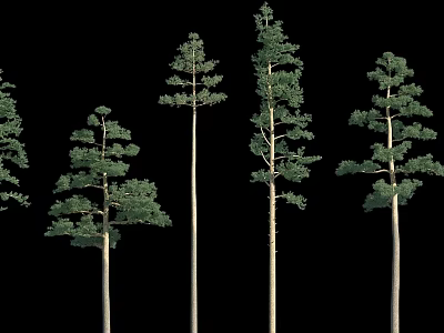 Tall Trees With Diverse Crown Shapes And Green Foliage Against Black Backdrop 3d model