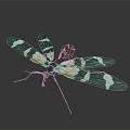 Black And White Striped Wing Insect With Slender Body And Long Legs