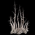 Dried Spiky Plant Branches With Textured Twisted Stems On Black Background