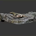 Reptile Lizard Resting on Natural Rock Surface with Detailed Texture in Habitat