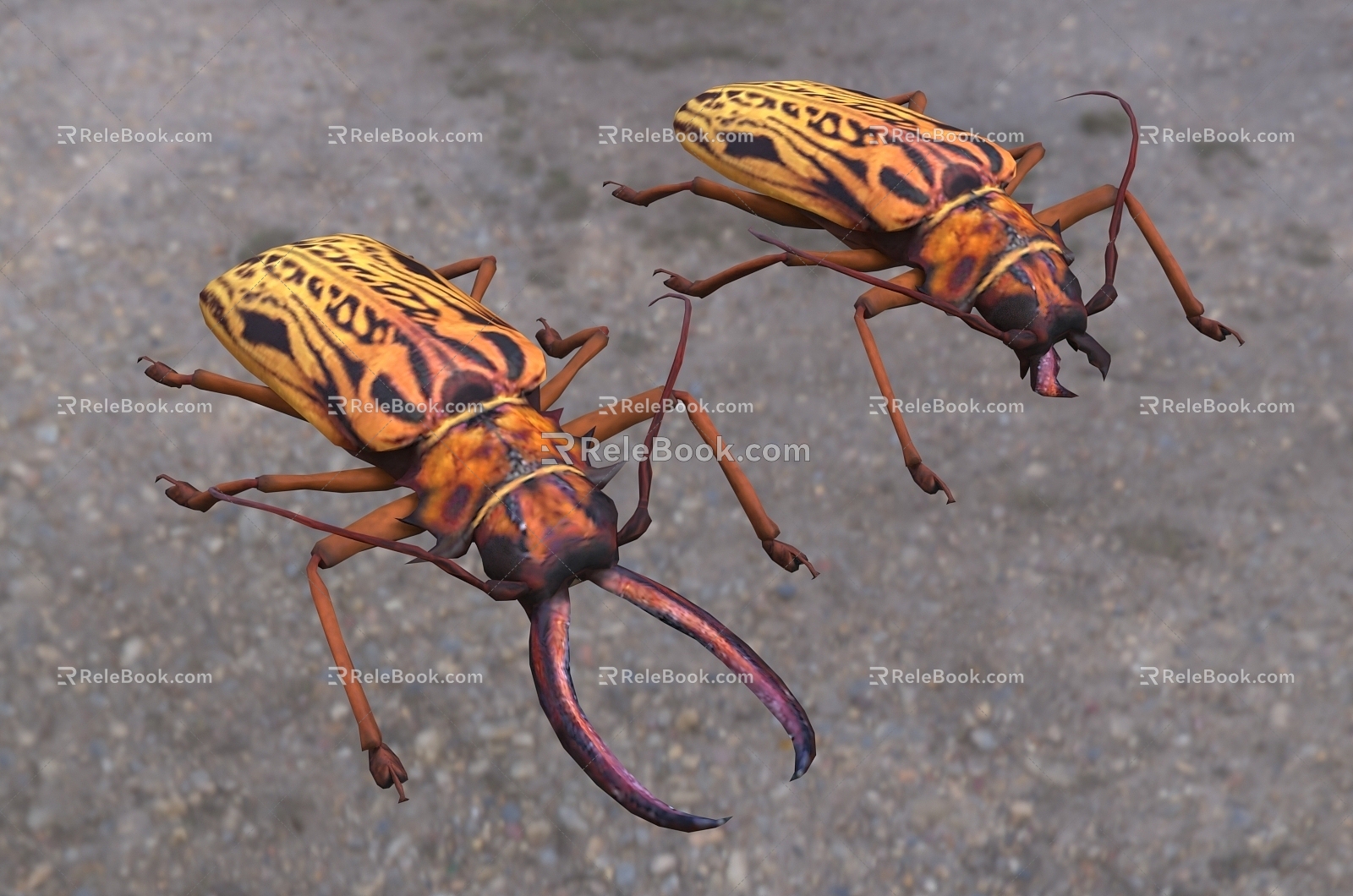 Modern saber-toothed tiger beetle female and male insect animal creatures 3d model