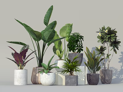 Various Leafy Potted Plants In Decorative Ceramic Stone Pots For Home 3d model