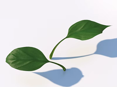 Two Fresh Green Vegetable Leaves on White Background with Natural Shadows 3d model