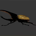 Rhinoceros Beetle With Large Horn And Black Orange Body On Dark Background