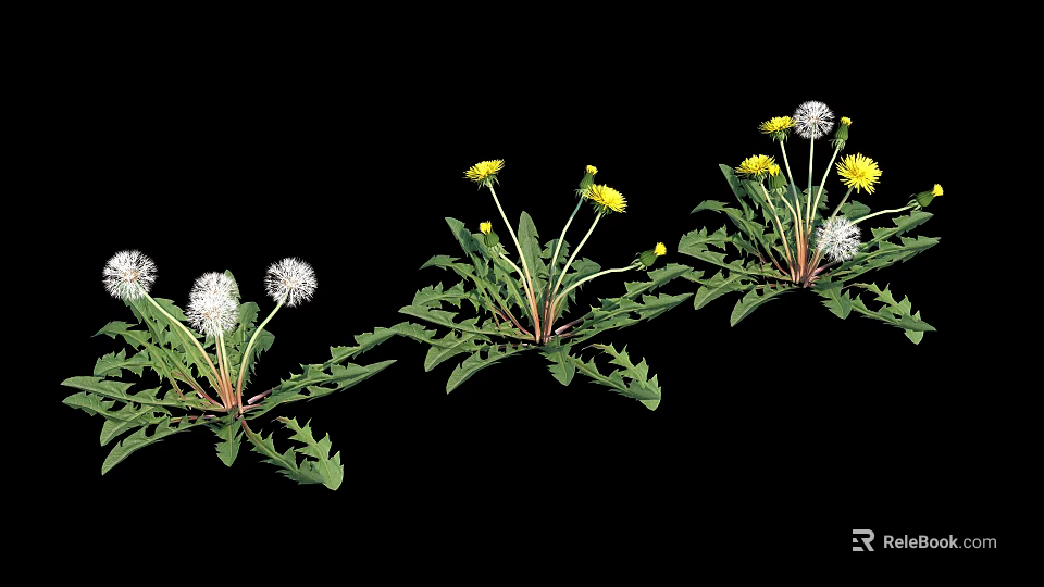 Vibrant Dandelion Plants With Yellow Flowers And White Fluffy Seed Heads On Black Background 3d model 