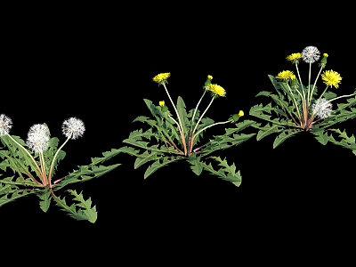 Vibrant Dandelion Plants With Yellow Flowers And White Fluffy Seed Heads On Black Background 3d model