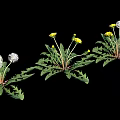 Vibrant Dandelion Plants With Yellow Flowers And White Fluffy Seed Heads On Black Background