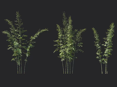 Different Clumps Of Bamboo With Fresh Green Leaves And Tall Stems 3d model