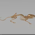 Realistic 3D Rendered Small Mammal Skeleton With Detailed Bone And Organ Structure 3d model