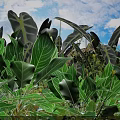 Lush Flowers And Green Plants With Large Leaves Against Blue Sky White Clouds