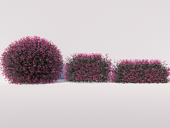 Modern shrub Cardigan Loropus chinensis shrub ball hedgerow 3d model