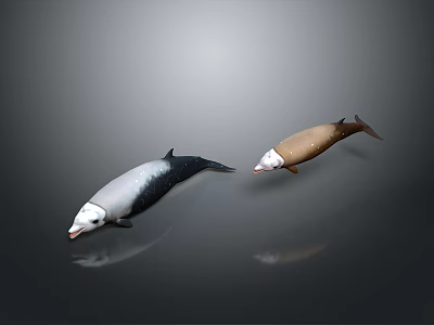 Two Gray White And Brown Dolphins Swimming On Dark Background With Reflections 3d model