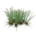 Modern cattail grass cattail grass 3d model