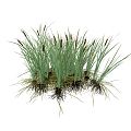 Modern cattail grass cattail grass 3d model