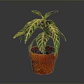 Green And White Striped Leaf Foliage Plant In Orange Pot For Indoor Decoration