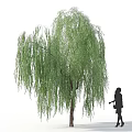 Weeping Willow Tree With Silhouette Of Woman Standing Beside In Dress High Heels And Handbag