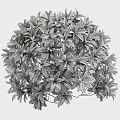 Decorative Shrub With Colorful Variegated Red Green And Yellow Leaves For Garden Decoration
