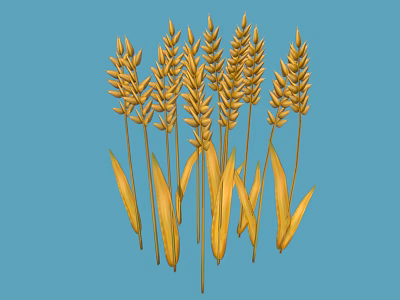 Natural Golden Wheat Ears with Green Leaves on Blue Background 3d model